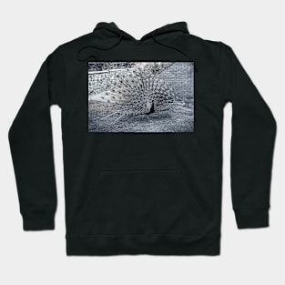 Monochrome Peacock Hoodie